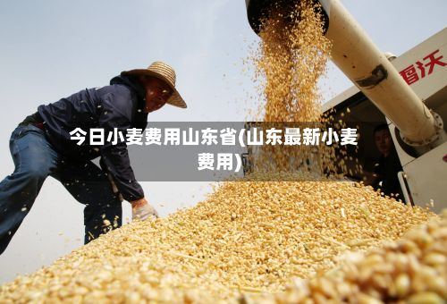 今日小麦费用山东省(山东最新小麦费用)-第2张图片