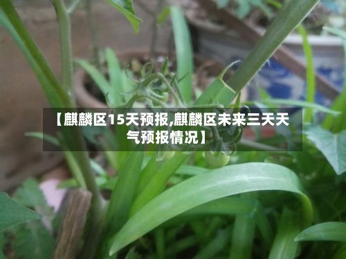【麒麟区15天预报,麒麟区未来三天天气预报情况】-第2张图片