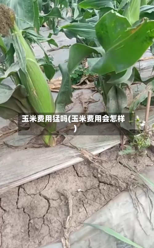 玉米费用猛吗(玉米费用会怎样)-第2张图片