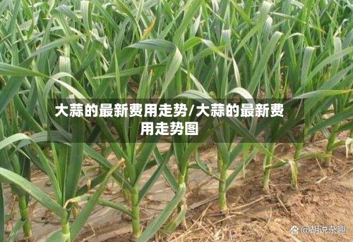 大蒜的最新费用走势/大蒜的最新费用走势图-第2张图片