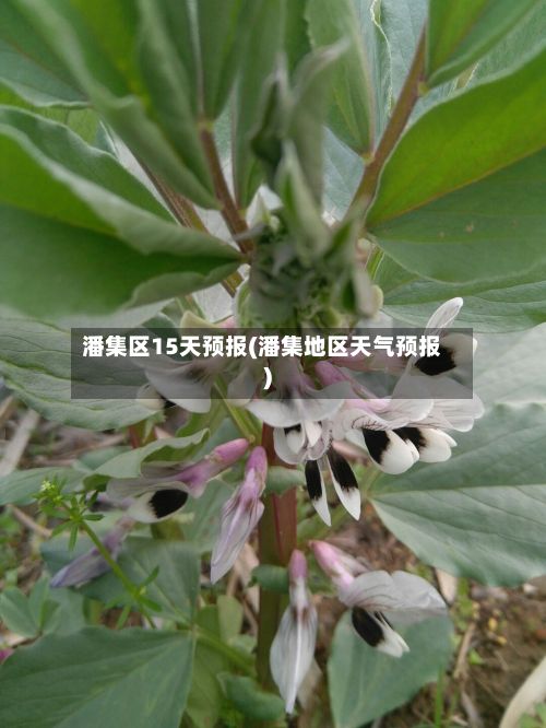 潘集区15天预报(潘集地区天气预报)