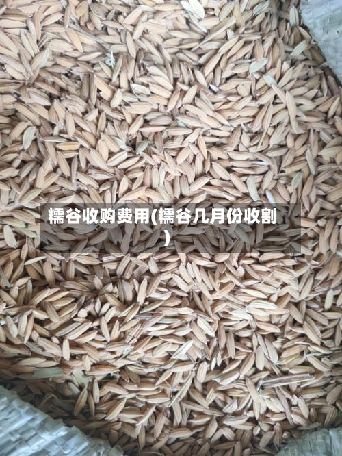 糯谷收购费用(糯谷几月份收割)