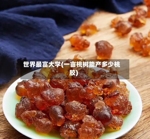 世界最富大学(一亩桃树能产多少桃胶)-第2张图片