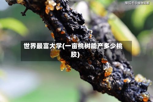 世界最富大学(一亩桃树能产多少桃胶)