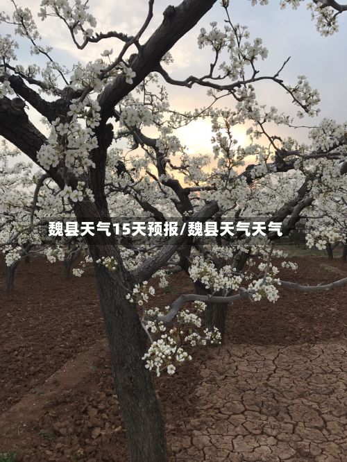 魏县天气15天预报/魏县天气天气-第3张图片