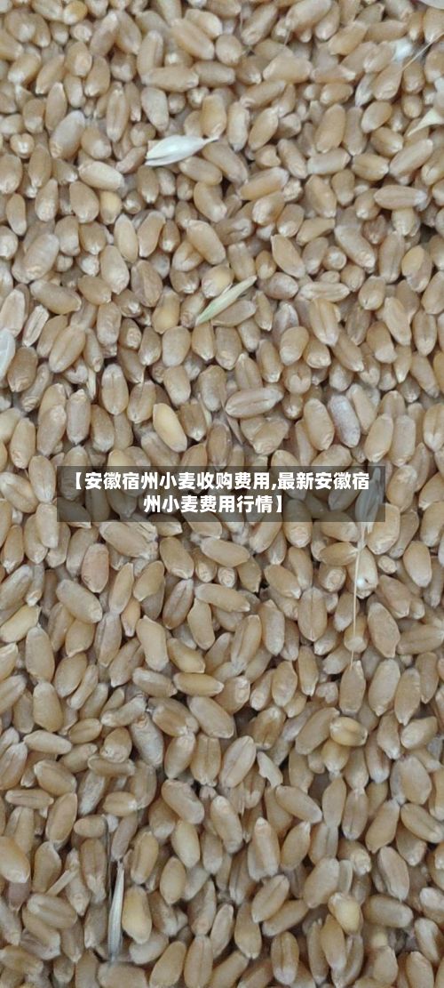【安徽宿州小麦收购费用,最新安徽宿州小麦费用行情】