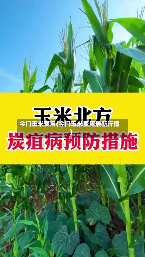 今门玉米费用(今门玉米费用最新行情)-第2张图片