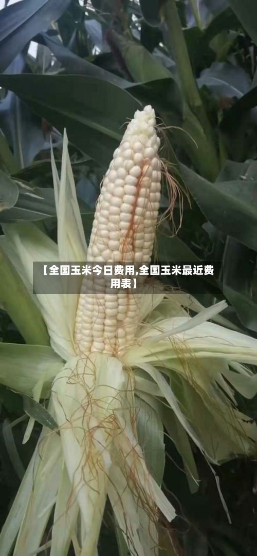 【全国玉米今日费用,全国玉米最近费用表】