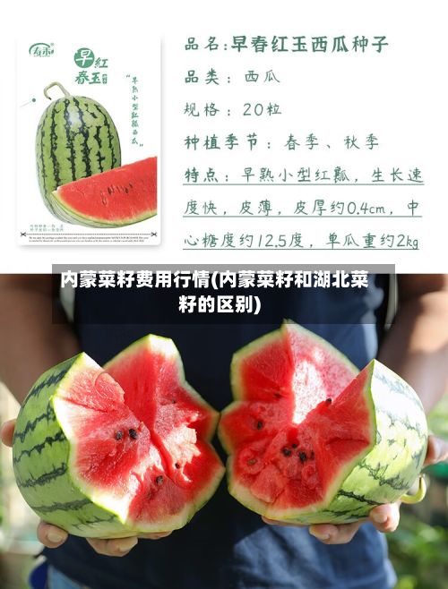 内蒙菜籽费用行情(内蒙菜籽和湖北菜籽的区别)