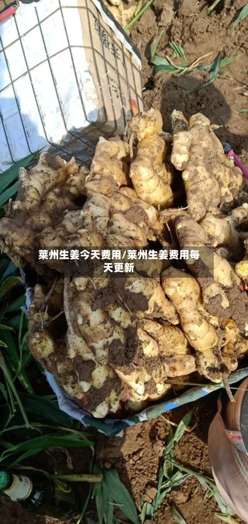 莱州生姜今天费用/莱州生姜费用每天更新-第2张图片
