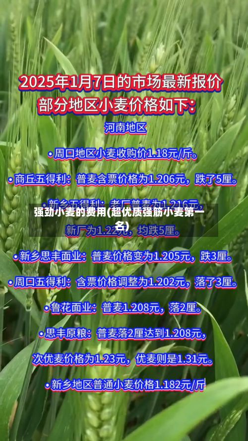 强劲小麦的费用(超优质强筋小麦第一名)