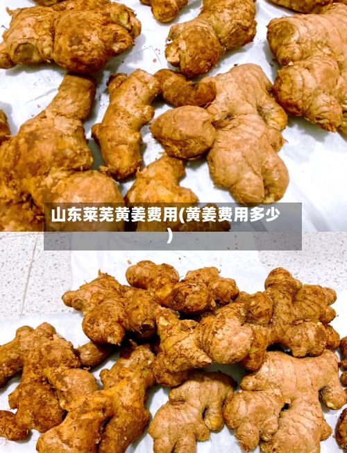 山东莱芜黄姜费用(黄姜费用多少)-第2张图片