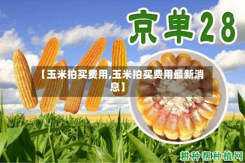 【玉米拍买费用,玉米拍买费用最新消息】