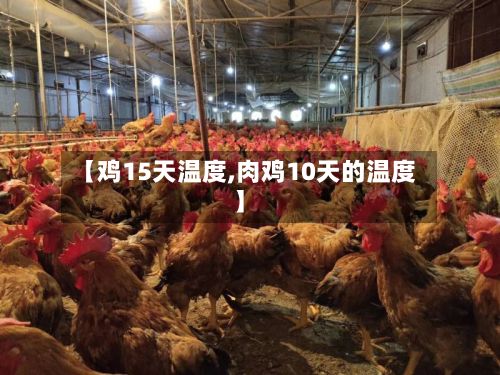 【鸡15天温度,肉鸡10天的温度】-第3张图片