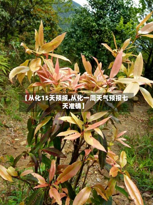 【从化15天预报,从化一周天气预报七天准确】