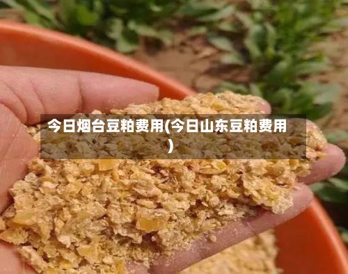 今日烟台豆粕费用(今日山东豆粕费用)