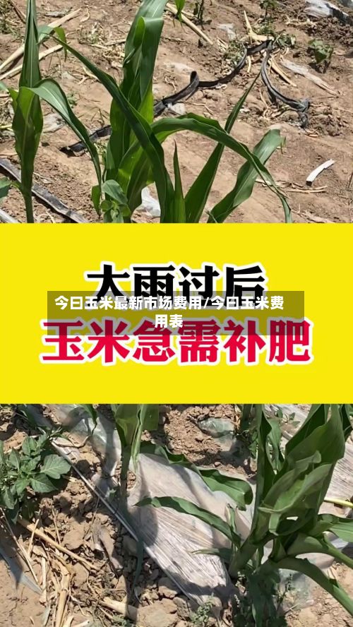 今曰玉米最新市场费用/今曰玉米费用表-第2张图片