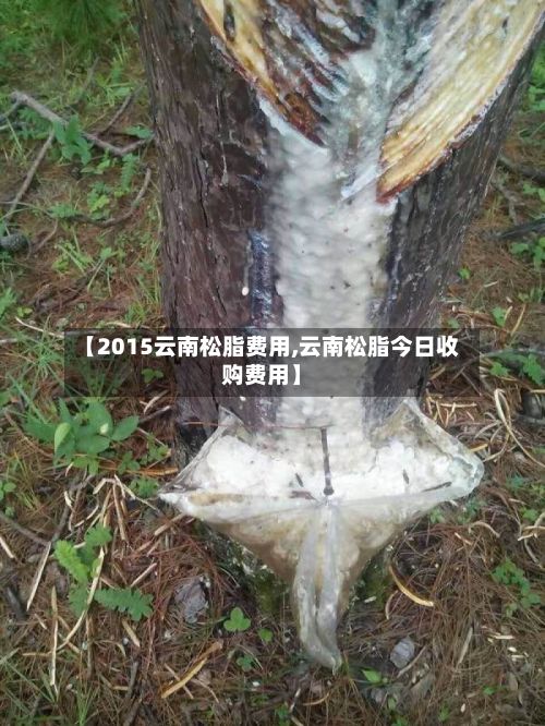 【2015云南松脂费用,云南松脂今日收购费用】-第2张图片