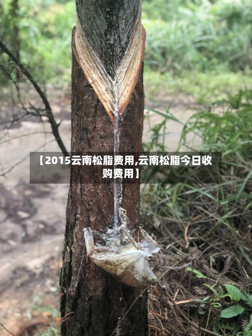 【2015云南松脂费用,云南松脂今日收购费用】