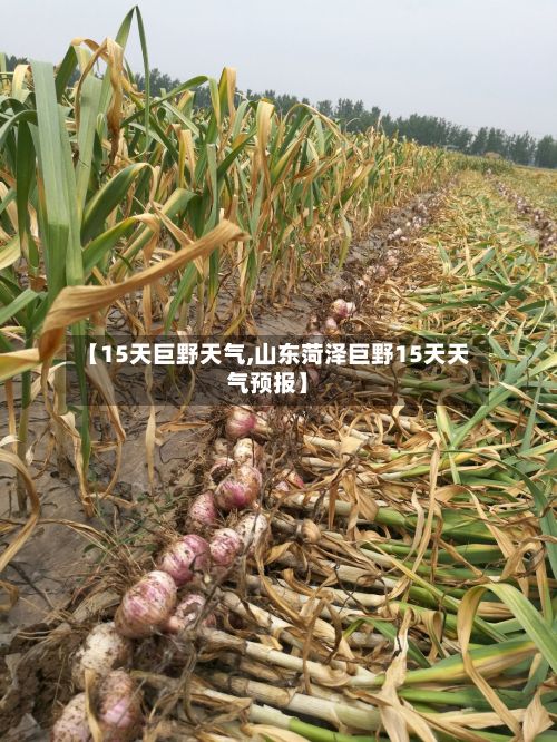 【15天巨野天气,山东菏泽巨野15天天气预报】-第2张图片