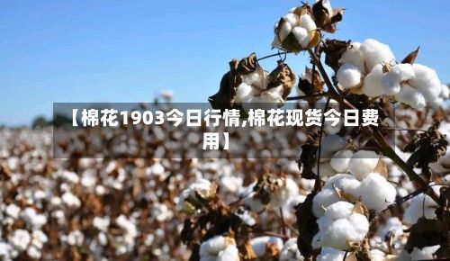 【棉花1903今日行情,棉花现货今日费用】-第2张图片