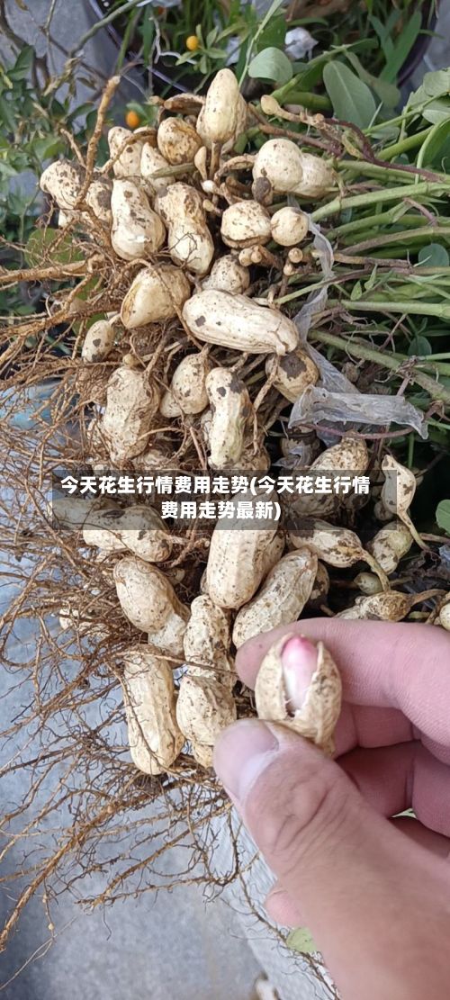 今天花生行情费用走势(今天花生行情费用走势最新)-第2张图片