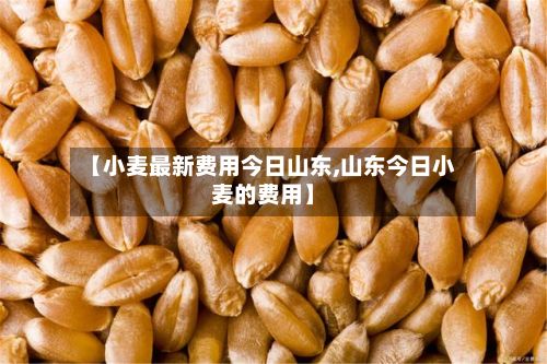 【小麦最新费用今日山东,山东今日小麦的费用】-第2张图片