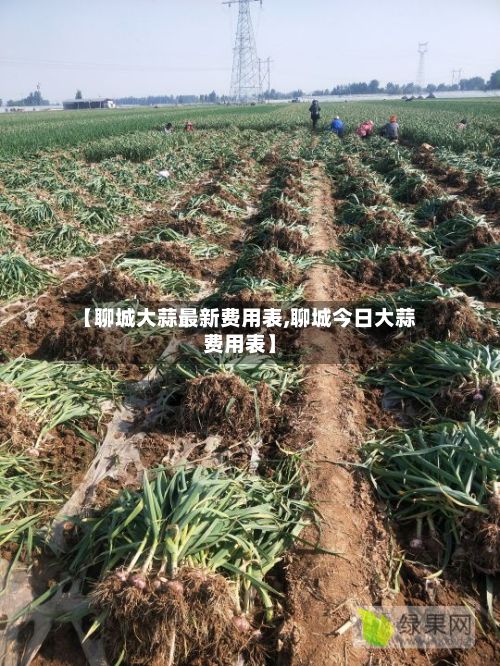 【聊城大蒜最新费用表,聊城今日大蒜费用表】-第2张图片