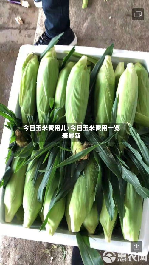 今日玉米费用儿/今日玉米费用一览表最新-第2张图片