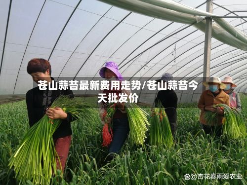 苍山蒜苔最新费用走势/苍山蒜苔今天批发价-第3张图片
