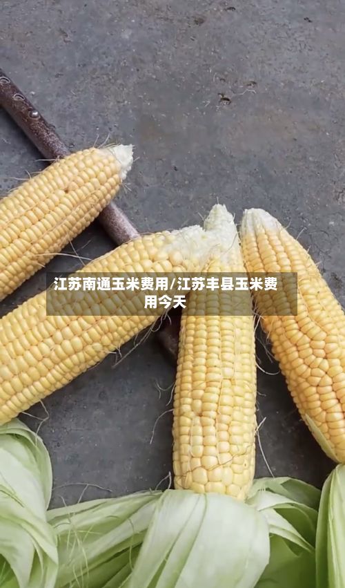 江苏南通玉米费用/江苏丰县玉米费用今天