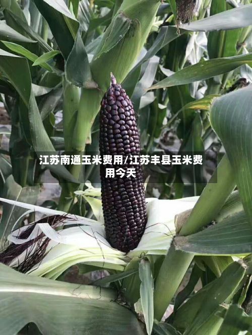 江苏南通玉米费用/江苏丰县玉米费用今天-第3张图片