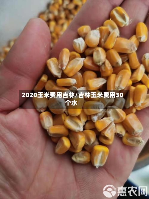 2020玉米费用吉林/吉林玉米费用30个水