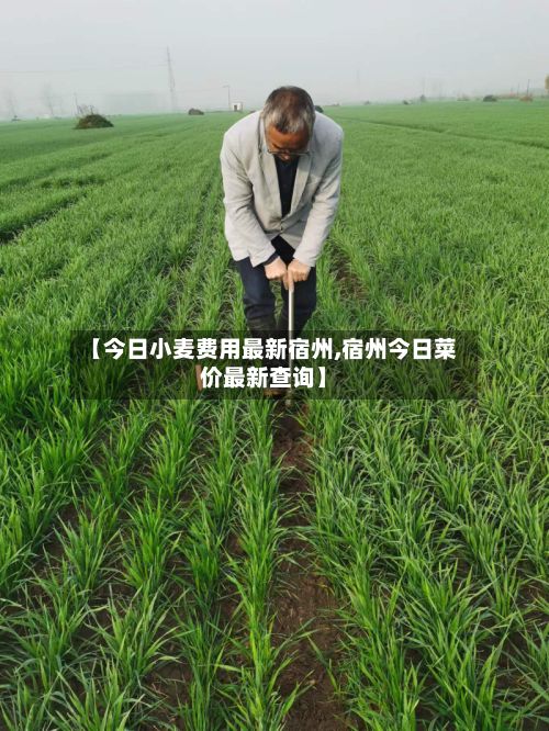 【今日小麦费用最新宿州,宿州今日菜价最新查询】-第2张图片