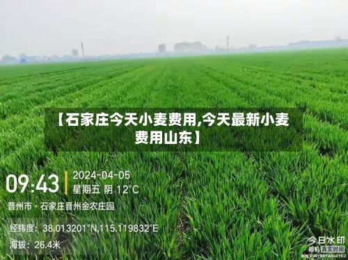 【石家庄今天小麦费用,今天最新小麦费用山东】