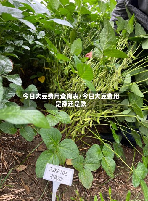 今日大豆费用查询表/今日大豆费用是涨还是跌-第2张图片