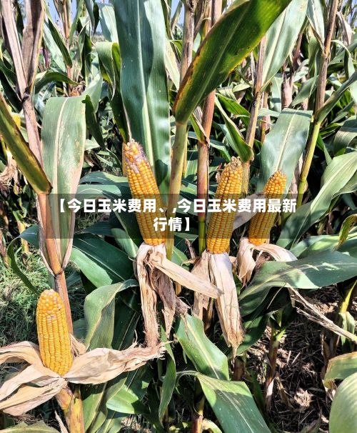 【今日玉米费用	、,今日玉米费用最新行情】-第2张图片