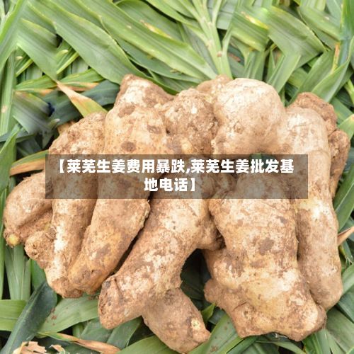 【莱芜生姜费用暴跌,莱芜生姜批发基地电话】-第2张图片