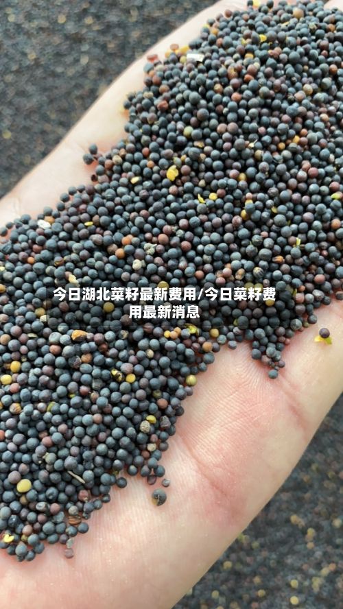 今日湖北菜籽最新费用/今日菜籽费用最新消息
