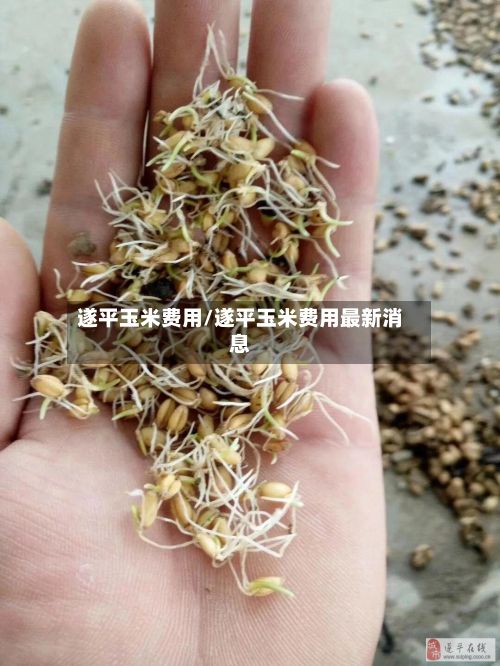 遂平玉米费用/遂平玉米费用最新消息