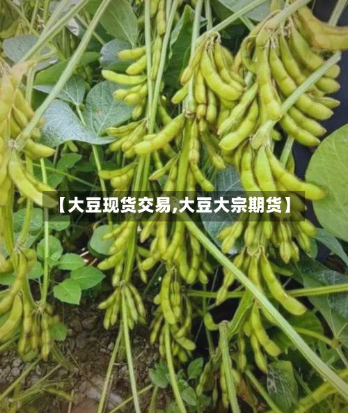 【大豆现货交易,大豆大宗期货】-第3张图片