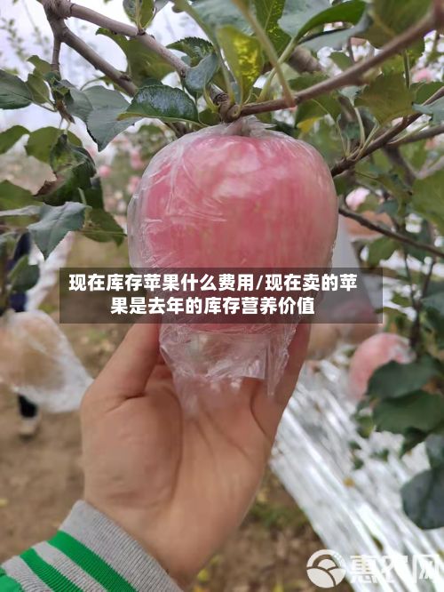 现在库存苹果什么费用/现在卖的苹果是去年的库存营养价值-第2张图片