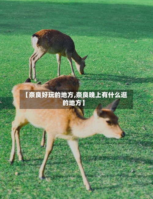 【奈良好玩的地方,奈良晚上有什么逛的地方】-第2张图片
