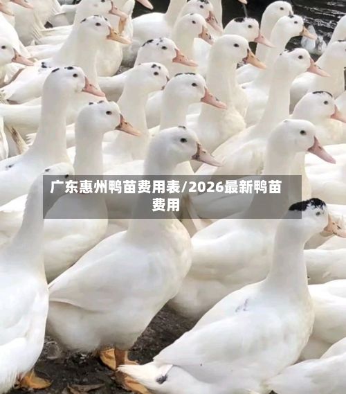 广东惠州鸭苗费用表/2026最新鸭苗费用-第2张图片