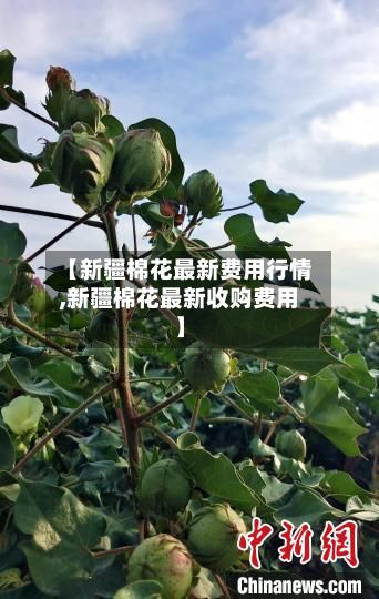 【新疆棉花最新费用行情,新疆棉花最新收购费用】