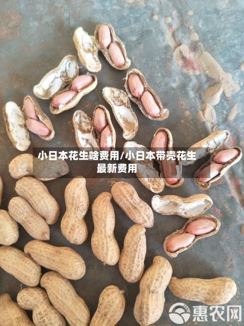 小日本花生啥费用/小日本带壳花生最新费用