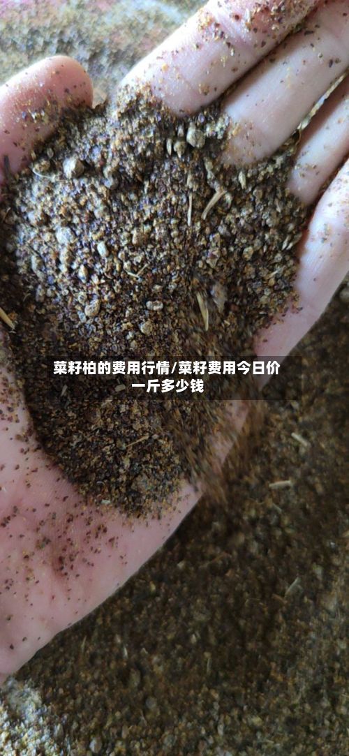 菜籽柏的费用行情/菜籽费用今日价一斤多少钱