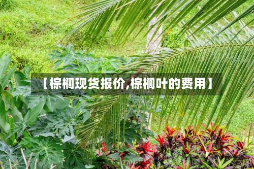 【棕榈现货报价,棕榈叶的费用】-第3张图片