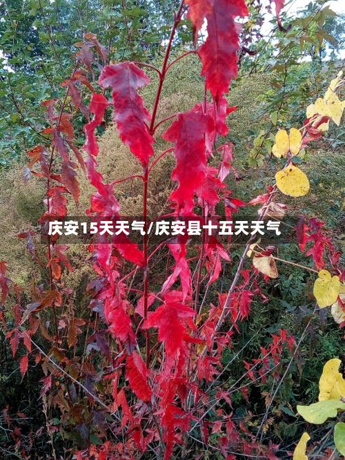 庆安15天天气/庆安县十五天天气-第2张图片