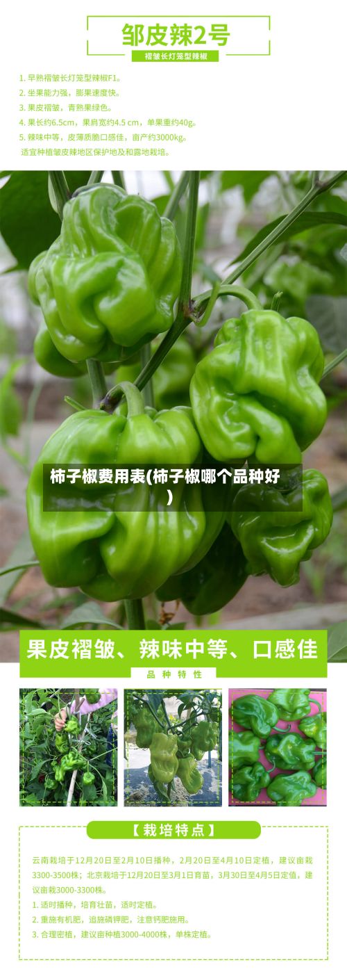 柿子椒费用表(柿子椒哪个品种好)